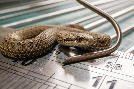 ti-ny 1.0 mini titanium snake hook for baby snakes and precise reptile handling